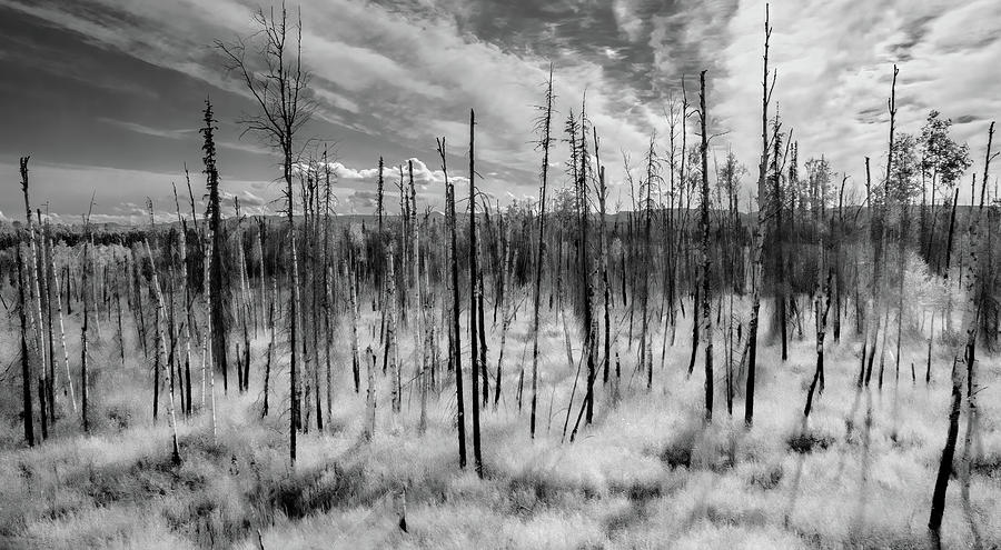 Alaska Morning, Infrared Version Photograph by Marcy Wielfaert