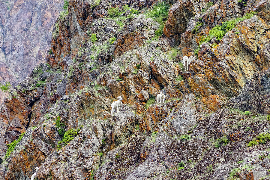 Alaska Mountain Goats Mountainside Photograph by Jennifer White