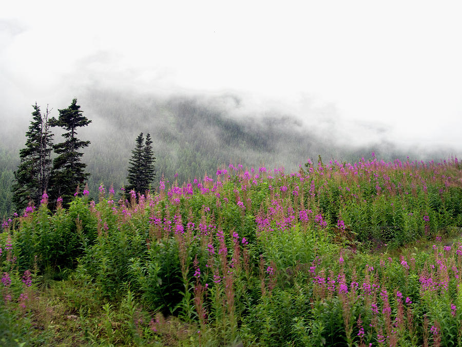 Landscape Photograph - Alaska Mountain Wildflowers by Karen Zuk Rosenblatt