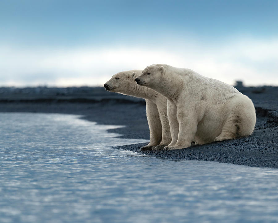 Alaska Polar Bears Photograph by Scott Slone
