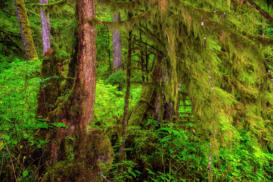 Alaska Rain Forest Photograph by Patricia Fiedler