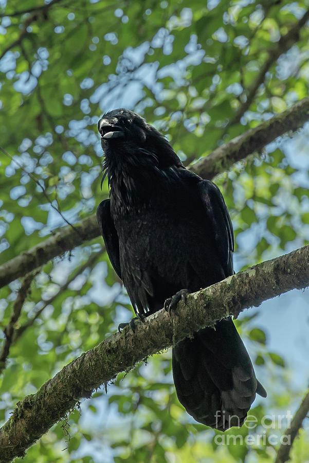 Summer Photograph - Alaska Raven Talking by Nancy Gleason