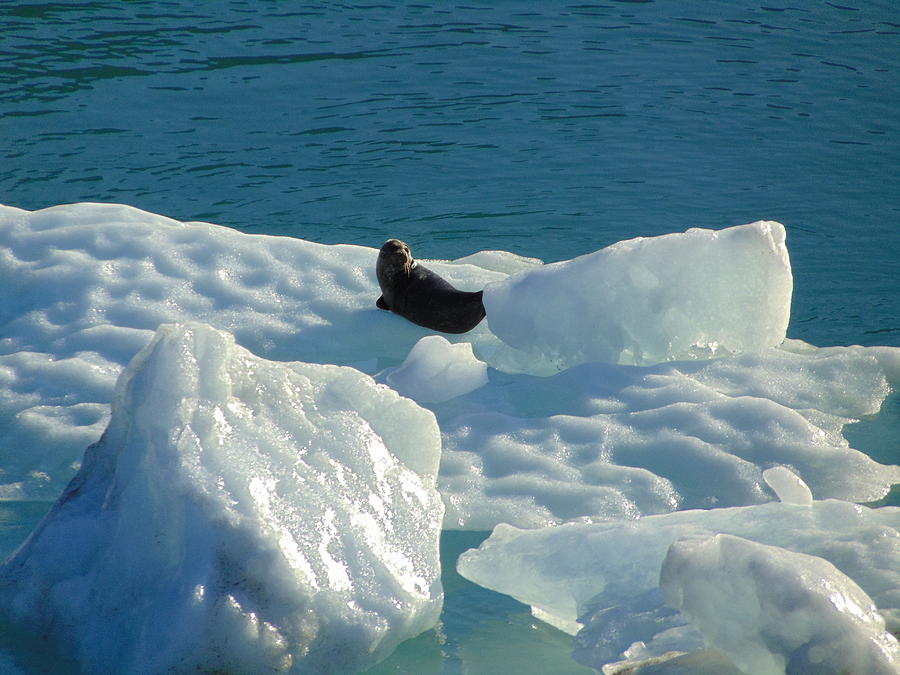 Alaska Seal Photograph by Annika Farmer