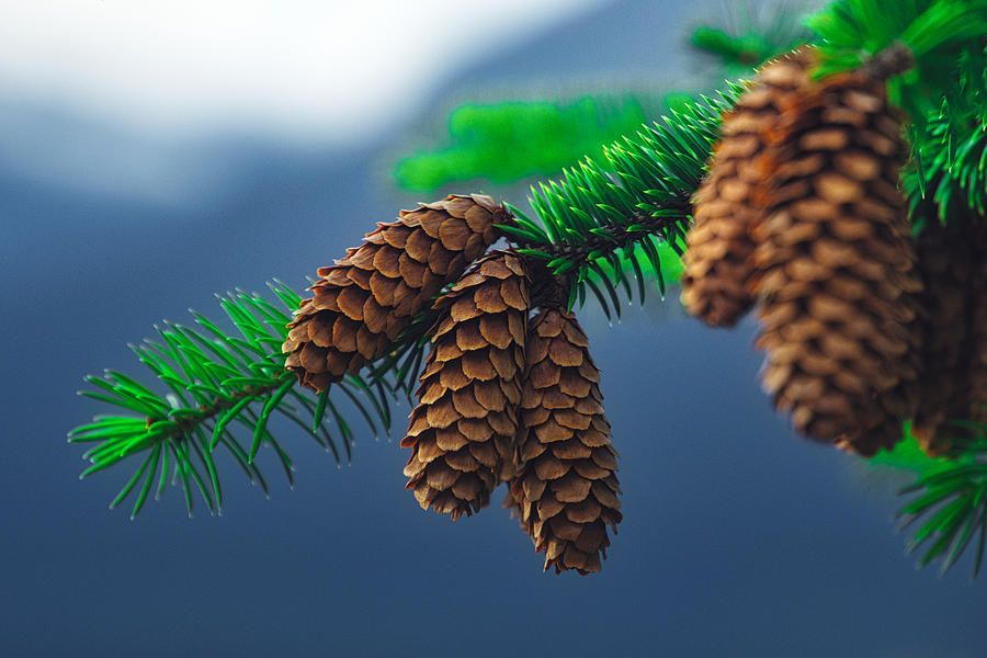 Alaska Spruce Photograph by Steph Gabler