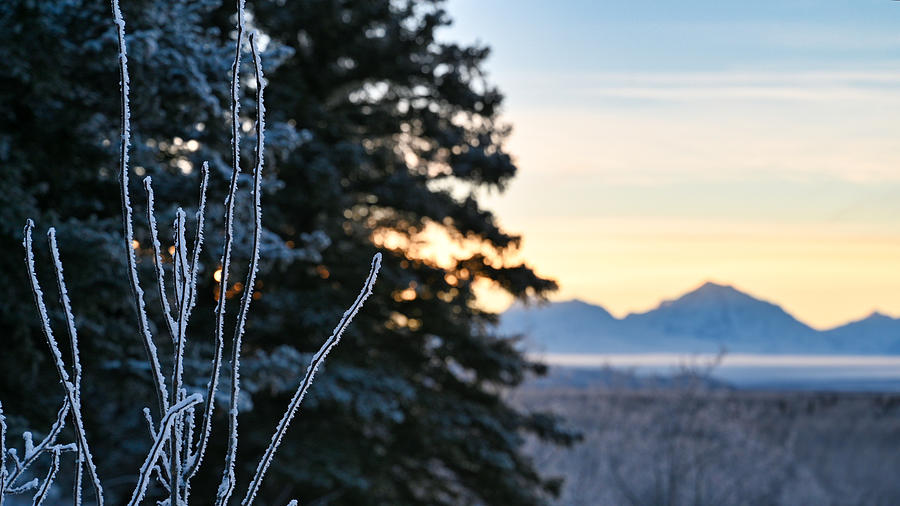 Alaska Sunset Branches 1 Photograph by William Kennedy