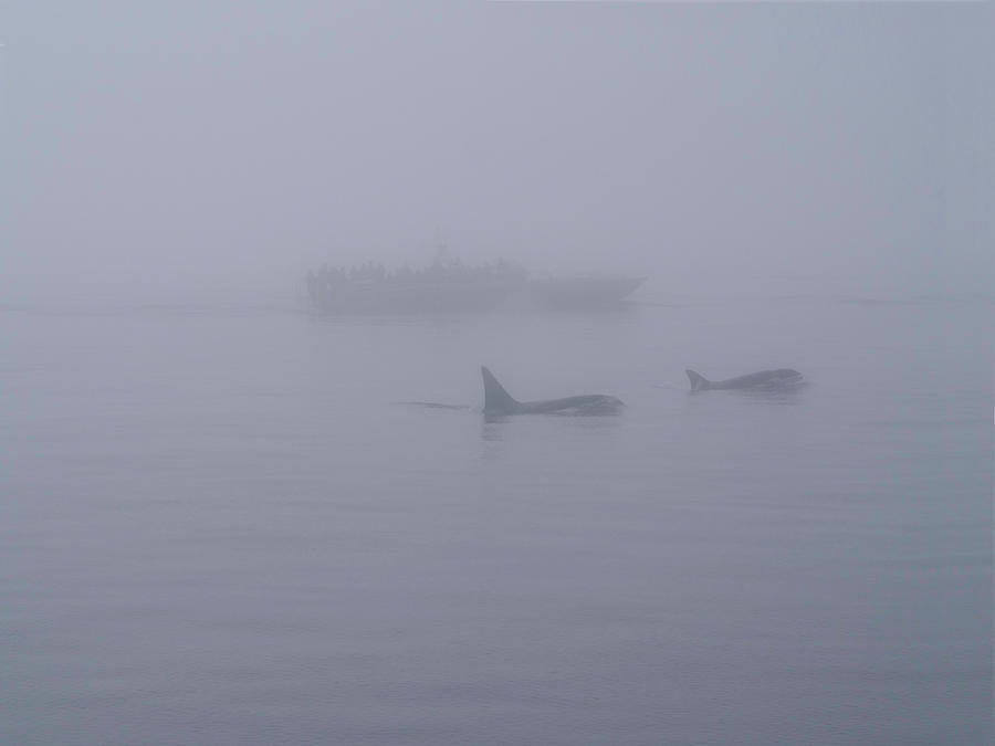 Whale Photograph - Alaska Whale Watch by Karen Zuk Rosenblatt