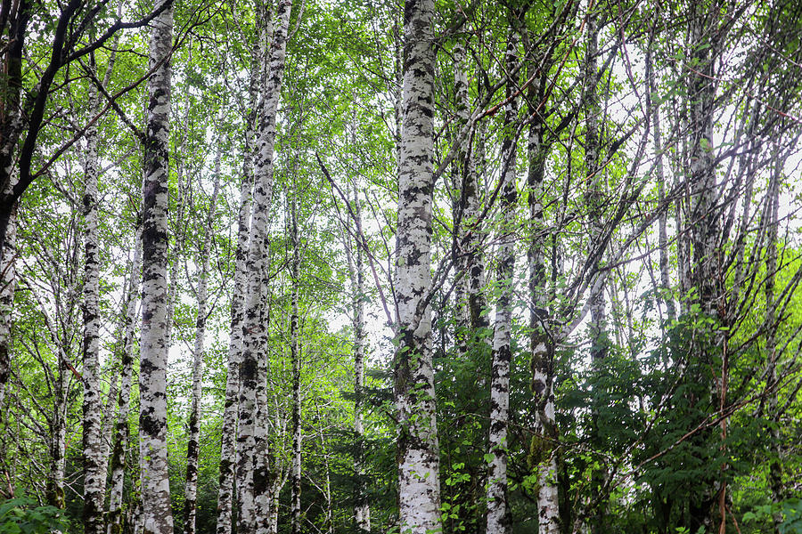 Alaska Photograph - Alaska White Birch Forest by Ed Williams