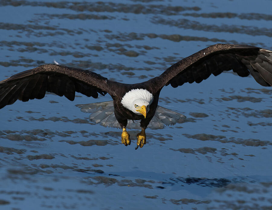 Soaring Alaskan Bald Eagle Photograph by Barbara Sophia Photography