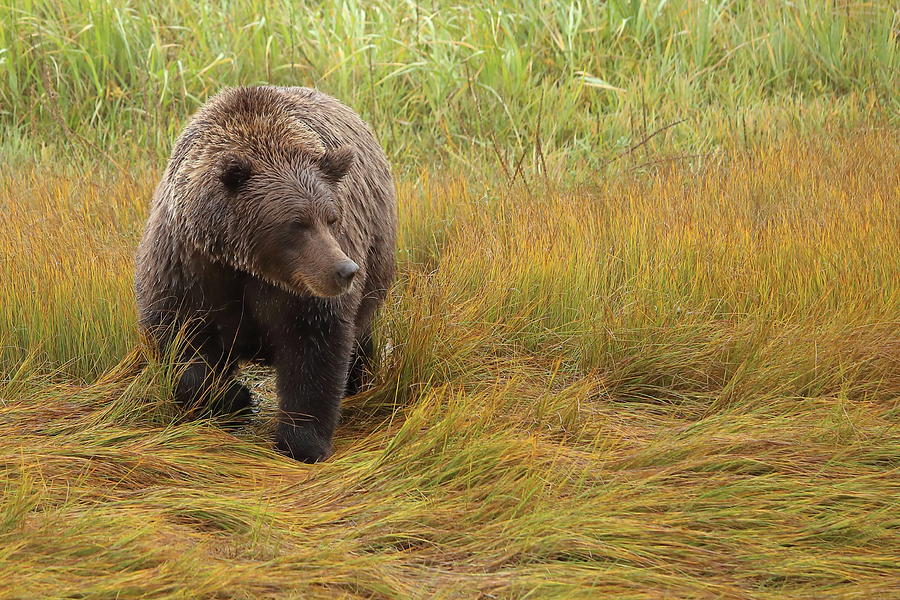 Alaskan Bear Photograph by Coby Cooper