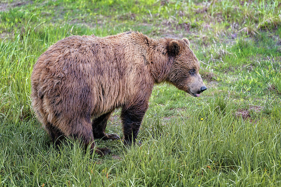 Alaskan Bear Photograph by Joan Carroll