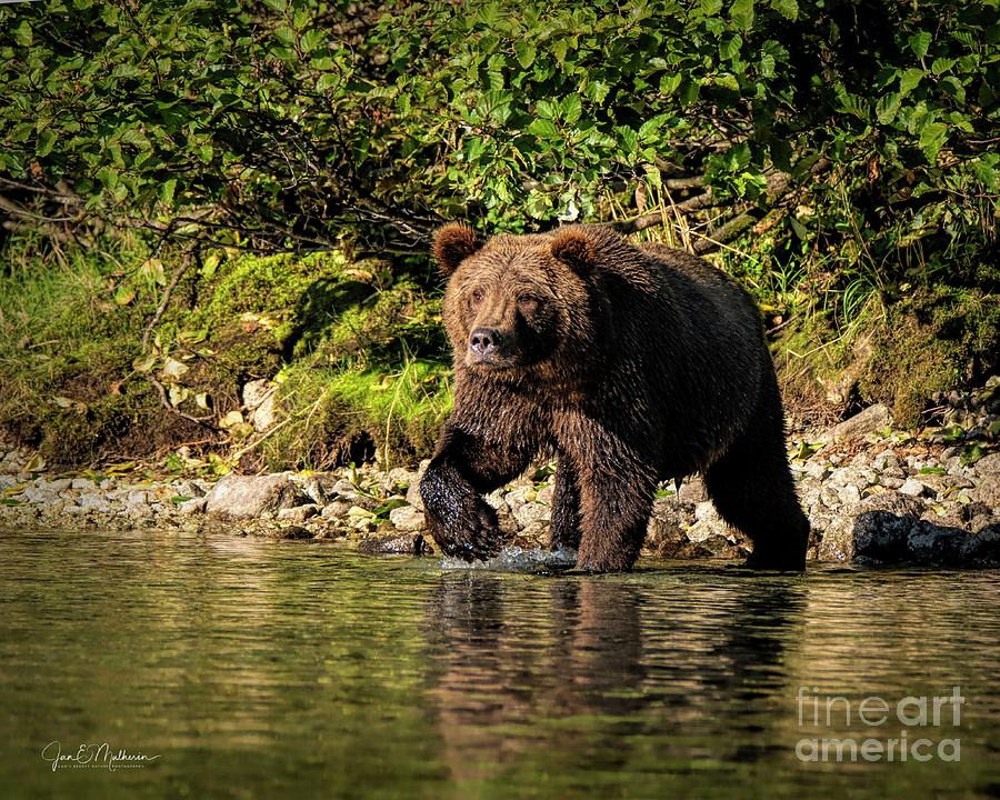 Alaskan Brown Bear - Fishing For Breakfast Photograph
