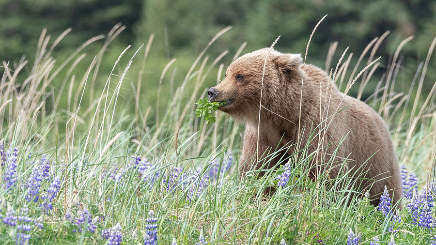 Alaskan Brown Bear in Lupines Photograph by Brenda Jacobs