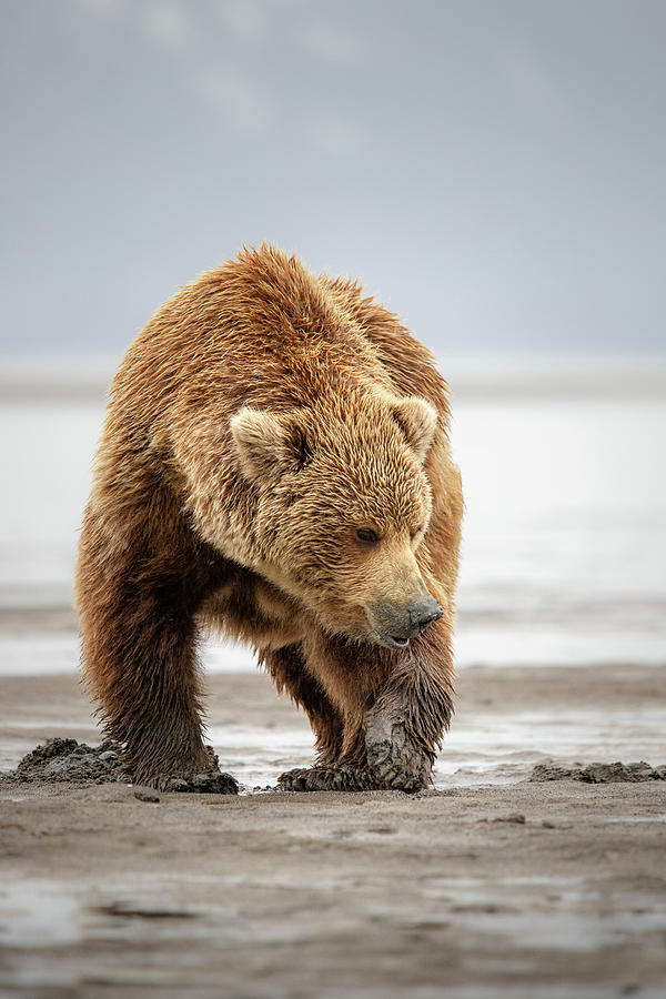 Alaskan Brown Bear Photograph by James Capo
