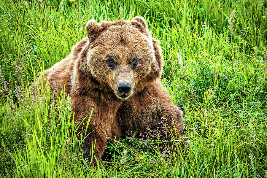 Alaskan Brown Bear Photograph by Kathy Kmonicek - Fine Art America