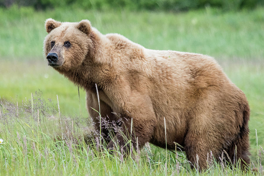 Alaskan Brown Bear Photograph By Rodney Erickson - Fine Art America