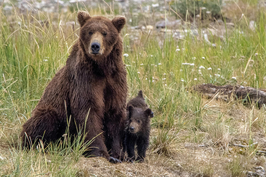 Alaskan Brown Bear with cubs Photograph by Lonesome Pine Photography ...