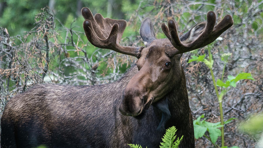 Alaskan Bull Moose Photograph by Rodney Erickson - Pixels