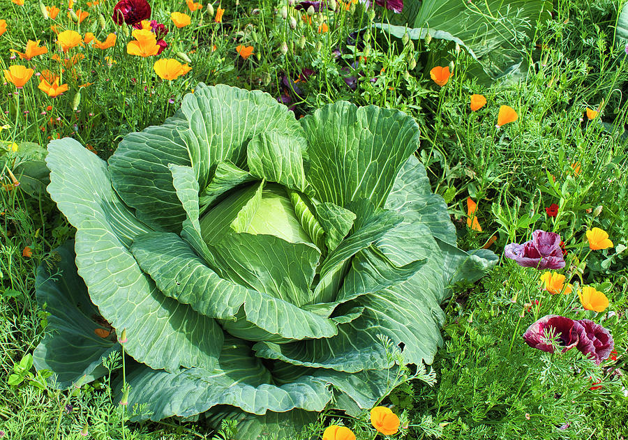 Alaskan Cabbage and Poppies - Georgeson Botanical Garden Photograph by Cathy Mahnke