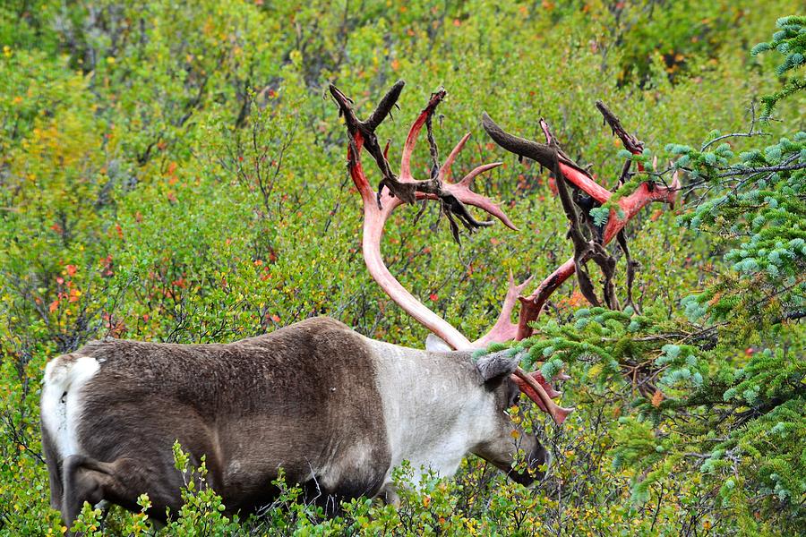 Alaskan Caribou Photograph by Kathy Lyon-Smith - Fine Art America