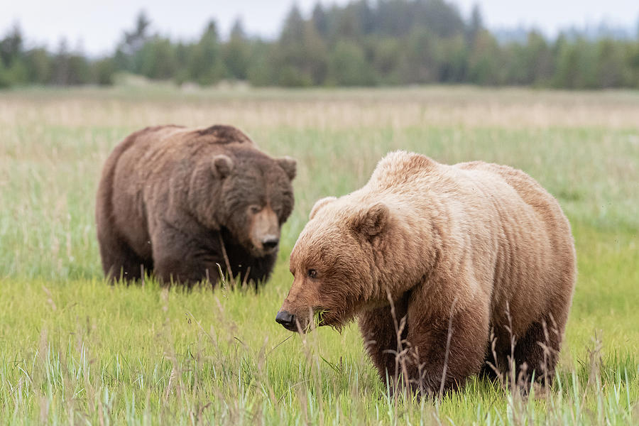 Alaskan Coastal Brown Bears during mating season Photograph by Brenda Jacobs