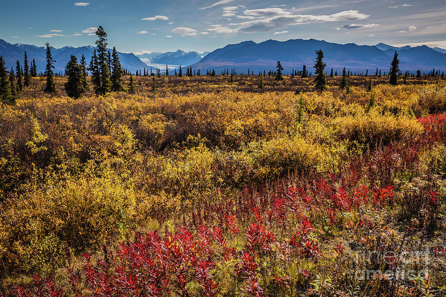 Alaskan Fall Colors Photograph by Eva Lechner
