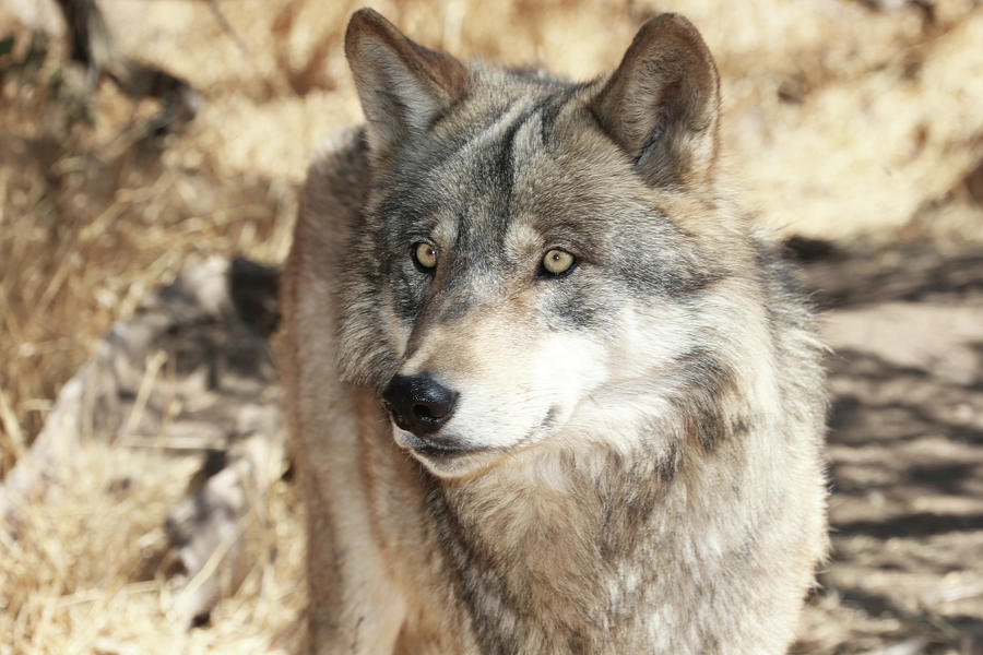Alaskan Gray Wolf Portrait Photograph by Michael Peak