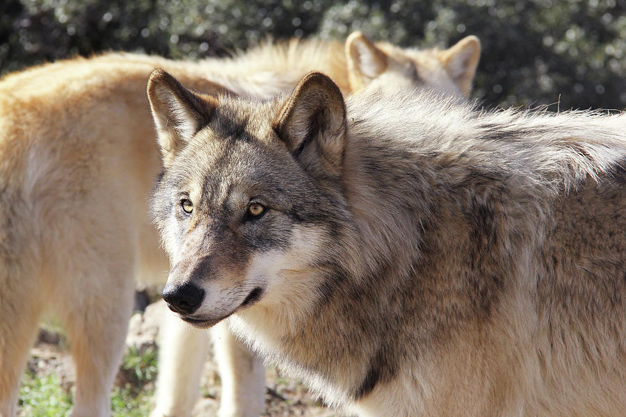 Alaskan Gray Wolves Photograph by Michael Peak - Fine Art America
