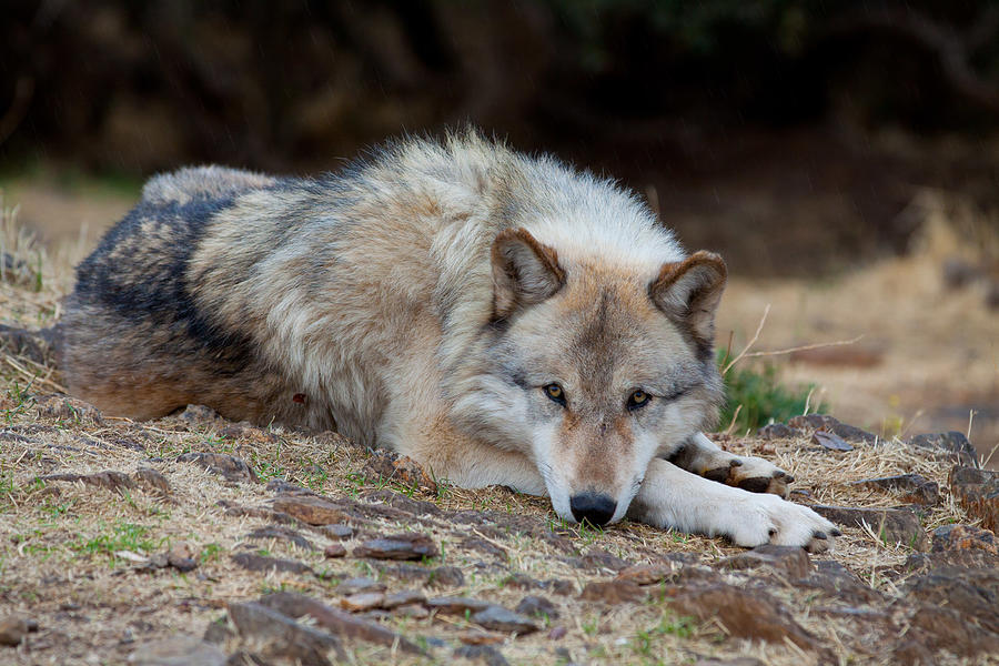 Alaskan Grey Wolf Photograph by Ritu Vincent