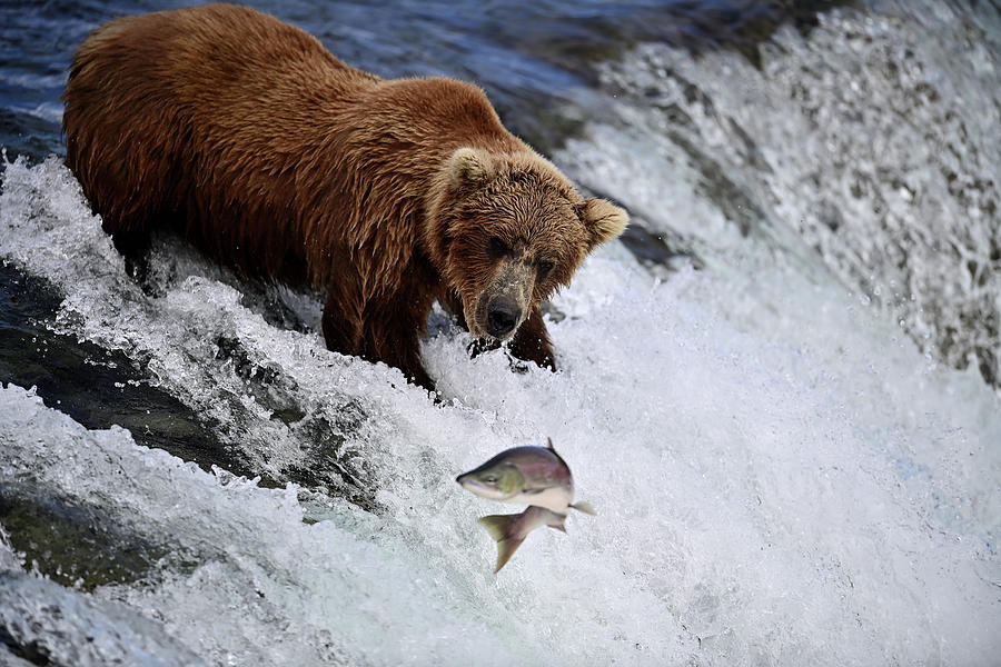 Alaskan Grizzly Bear and Pink Salmon - Brooks Fall, Katmai National Park Photograph by Amazing Action Photo Video