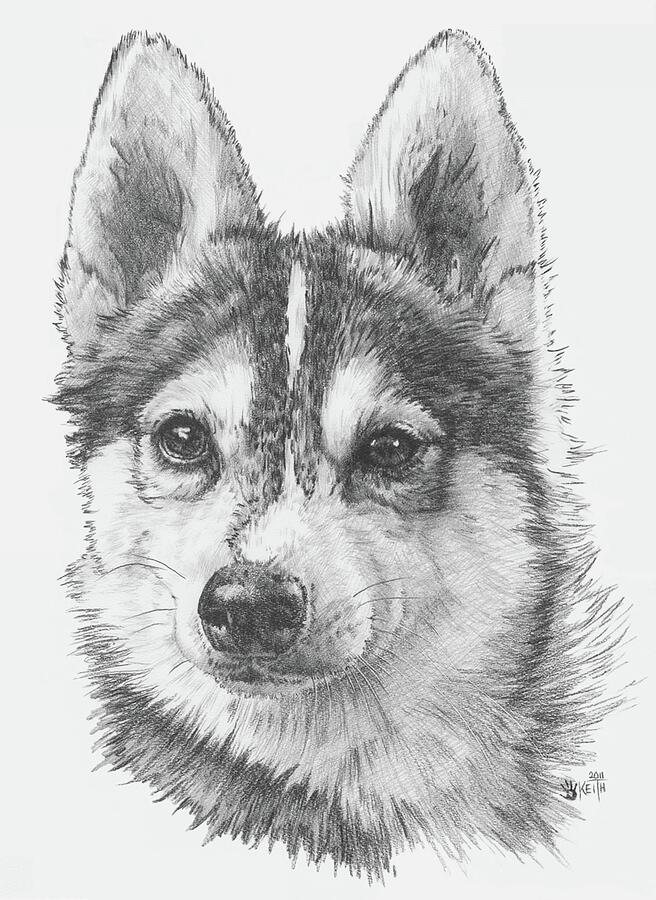 Dog Drawing - Alaskan Klee Kai by Barbara Keith