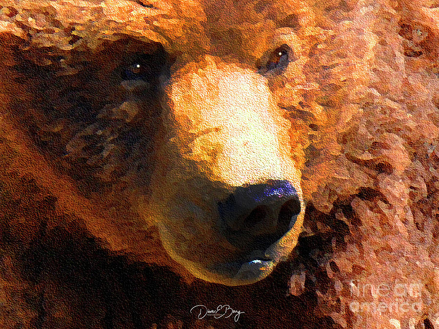 Alaskan Kodiak Bear Photograph by Diane E Berry