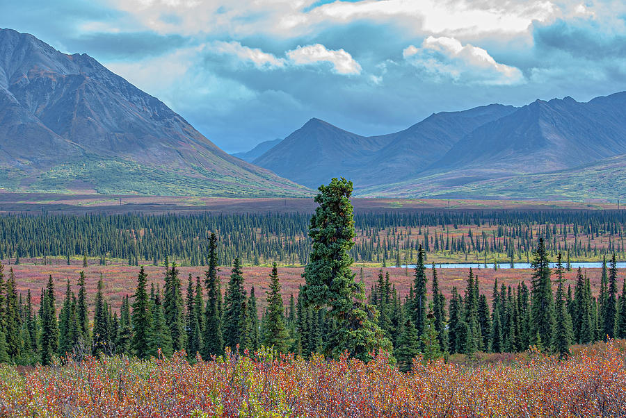 Alaskan Landscape Photograph by Jim Cook