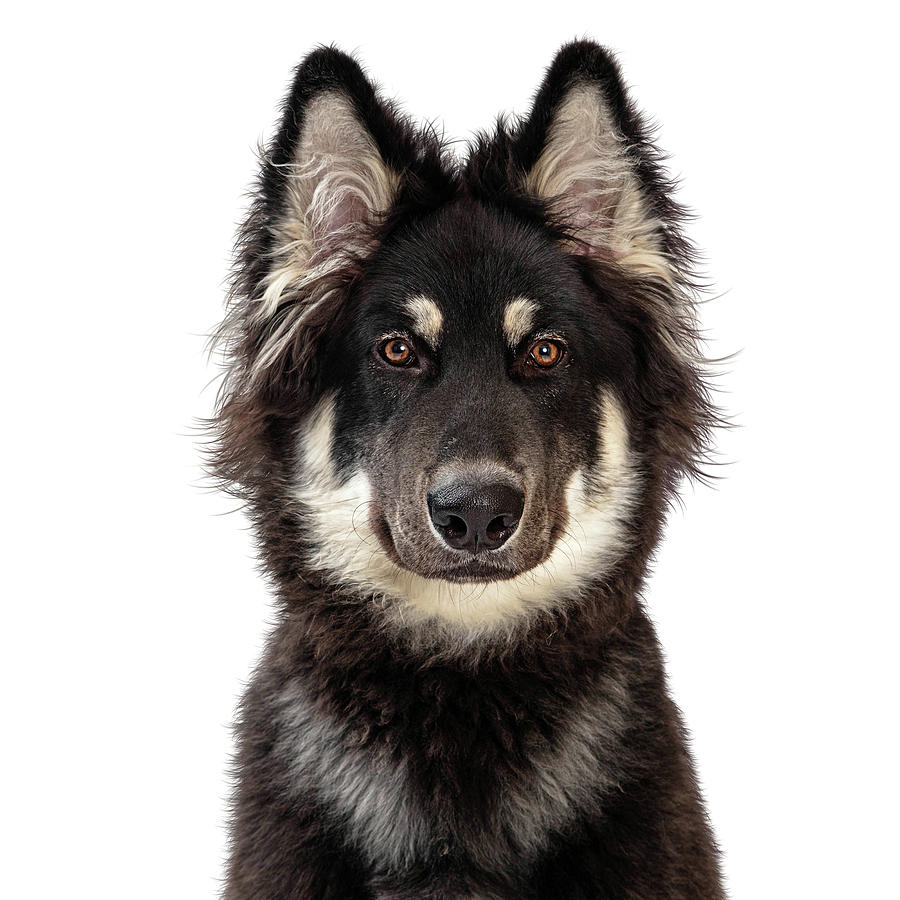 Dog Photograph - Alaskan Malamute Crossbreed Dog Closeup by Good Focused
