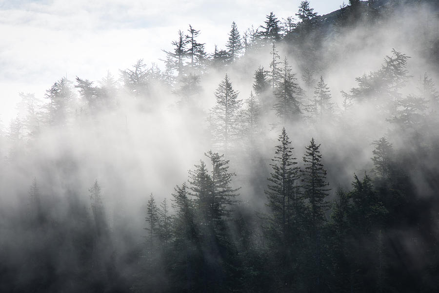 Alaskan Mist Photograph by Steph Gabler