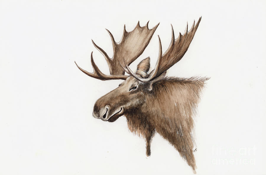 Alaskan Moose Painting by Charlie T - Fine Art America