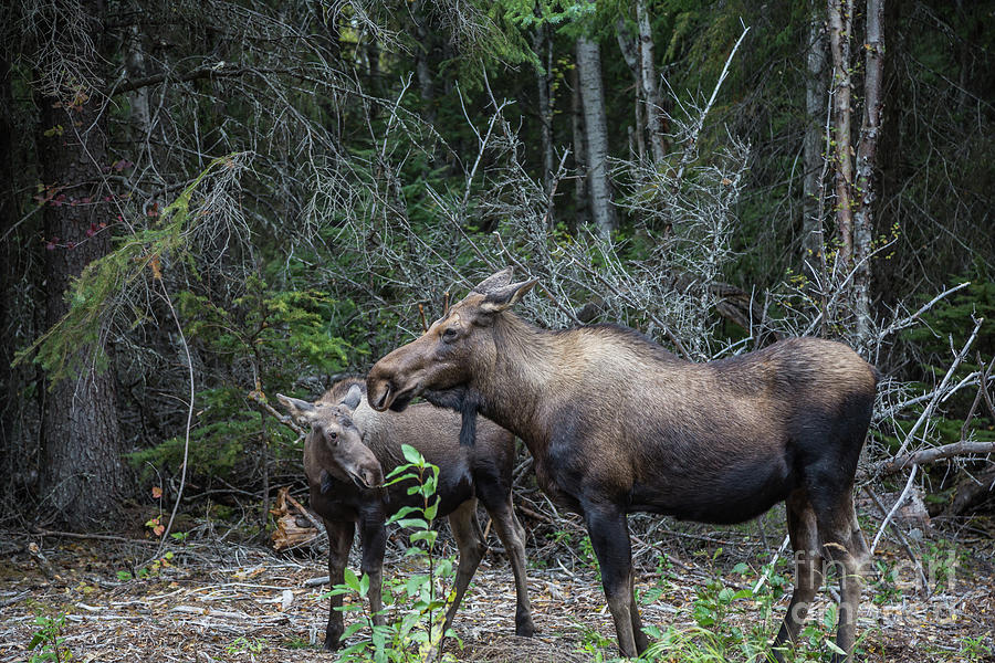 Alaskan Moose Photograph by Eva Lechner