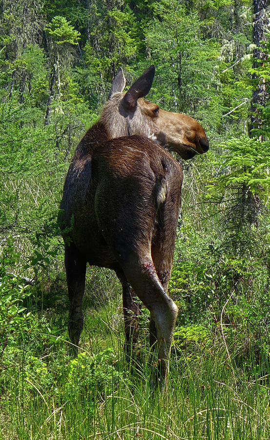 Alaskan Moose Photograph by Robert Libby