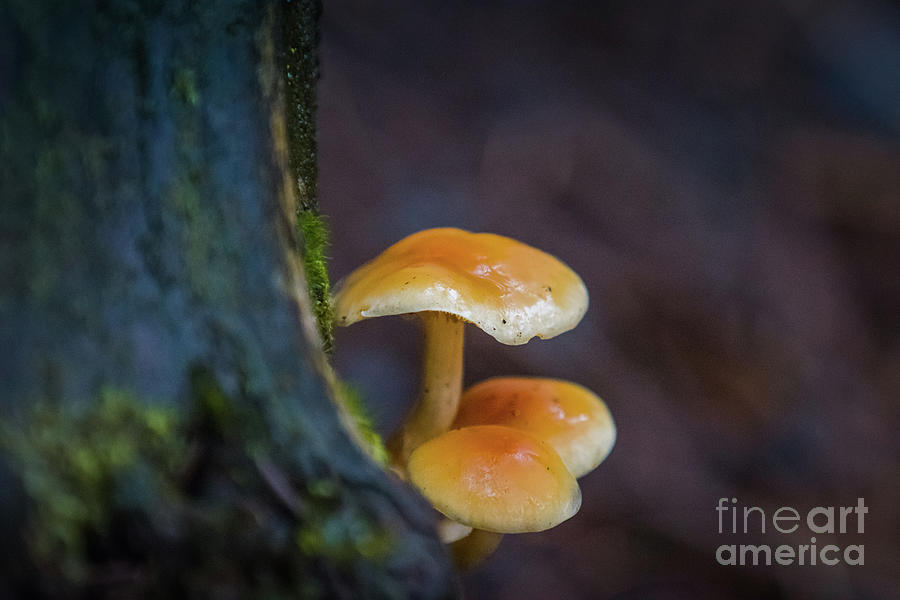Alaskan Mushrooms Photograph by Eva Lechner