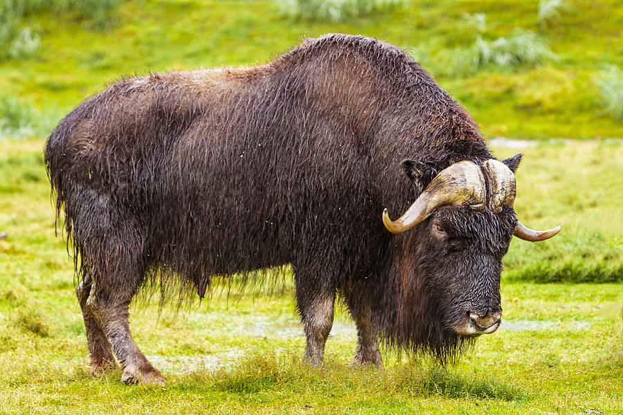 Alaskan Musk OX Photograph by Al Ungar - Fine Art America