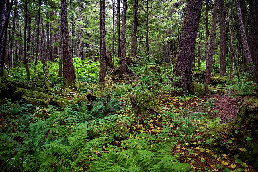 Alaskan Old Growth Rain Forest Photograph by Russ Taylor - Fine Art America