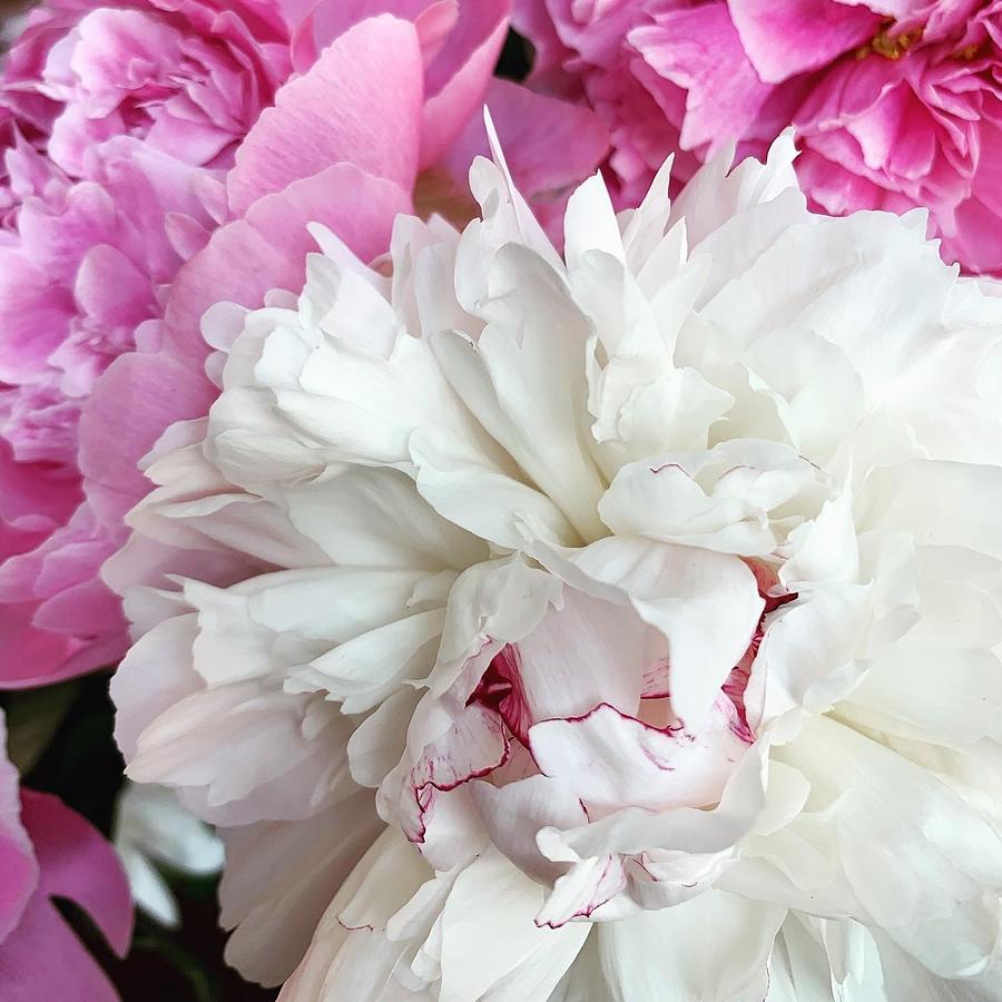 Alaskan Peonies Two Photograph by Karen Bayless - Fine Art America