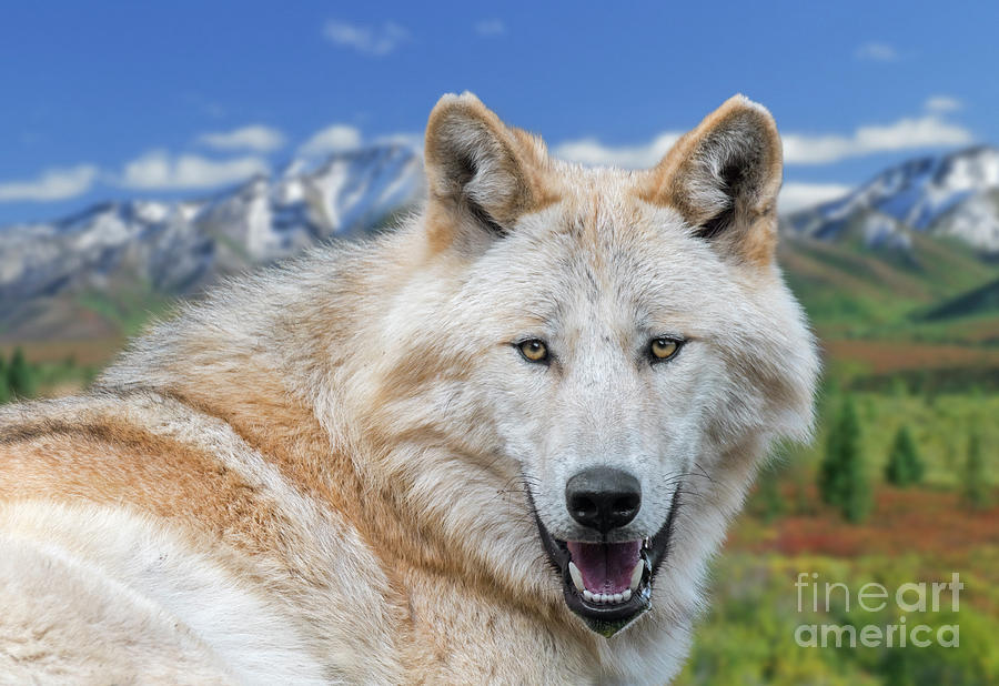 Alaskan Timber Wolf Photograph by Arterra Picture Library