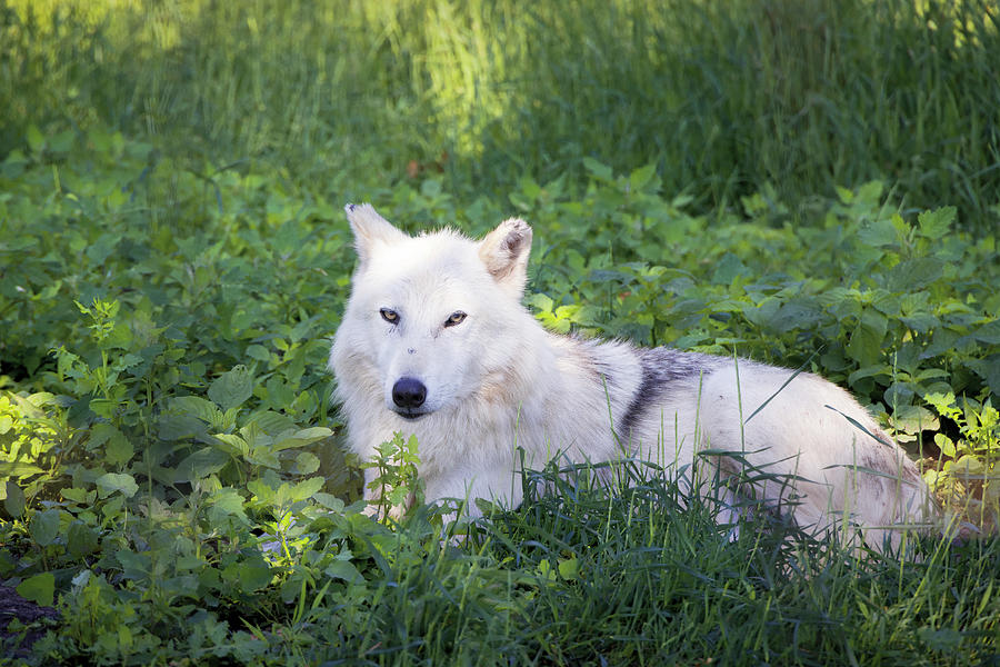 Alaskan Tundra Wolf Photograph by Patti Deters