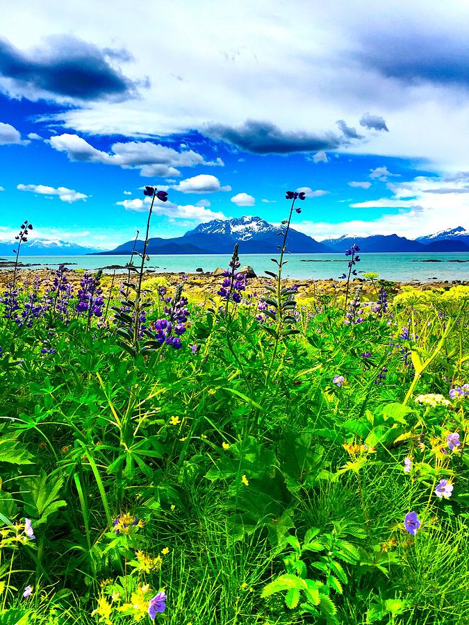 Alaskan View Photograph by Dlamb Photography
