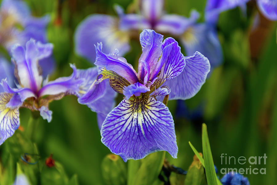 Iris Photograph - Alaskan Wild Iris Flower by Marisa Meisters
