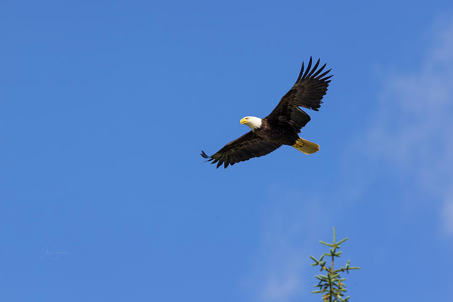 Alaskan Wonder - Bald Eagle Photograph by Alice Schlesier