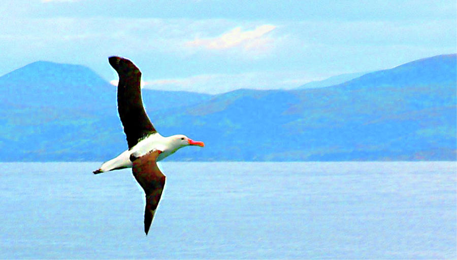 Albatross flying over Otago new Zealand Photograph by Sam Hall