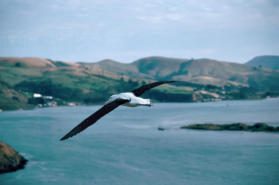Albatross In Flight Photograph