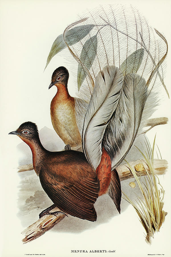 John Gould Drawing - Albert Lyre-Bird, Menura Alberti by John Gould