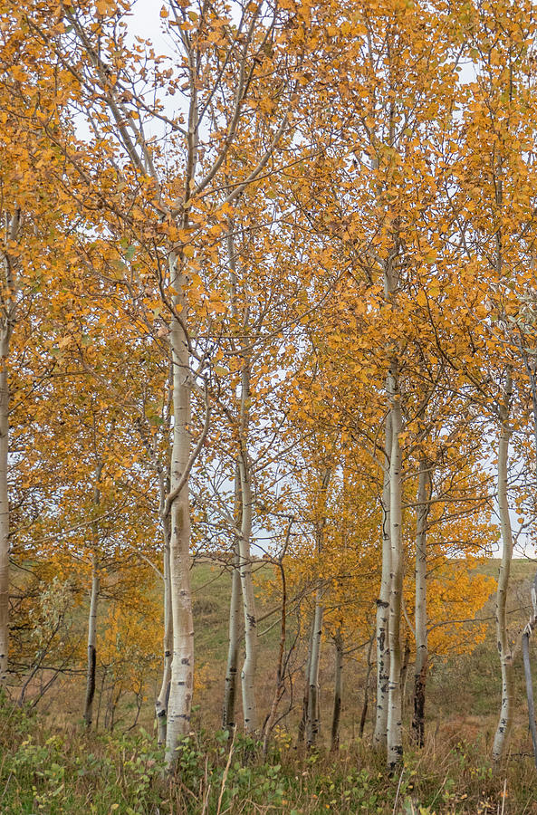 Tree Photograph - Alberta autumn aspen trees by Phil And Karen Rispin